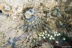 Anthopleura handi