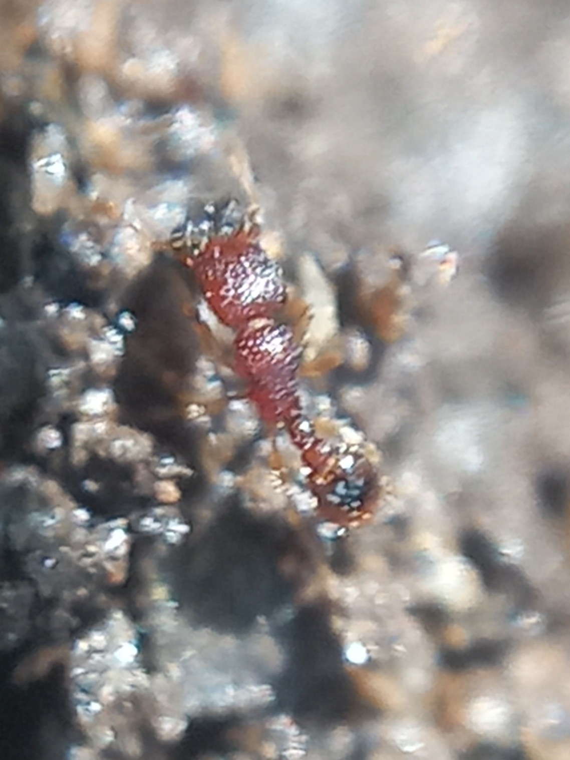 Tetramorium inglebyi