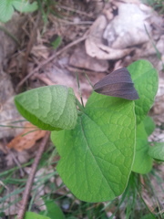 Aristolochia rotunda