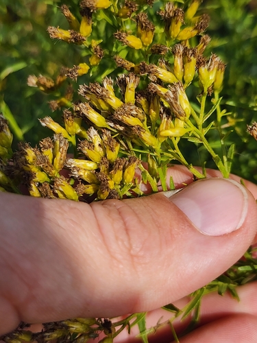 Image of Euthamia weakleyi by (c) Scott Allen Davis, some rights reserved (CC BY)