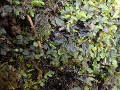 Pellia neesiana