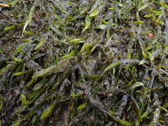 Fontinalis neomexicana