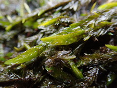 Fontinalis neomexicana