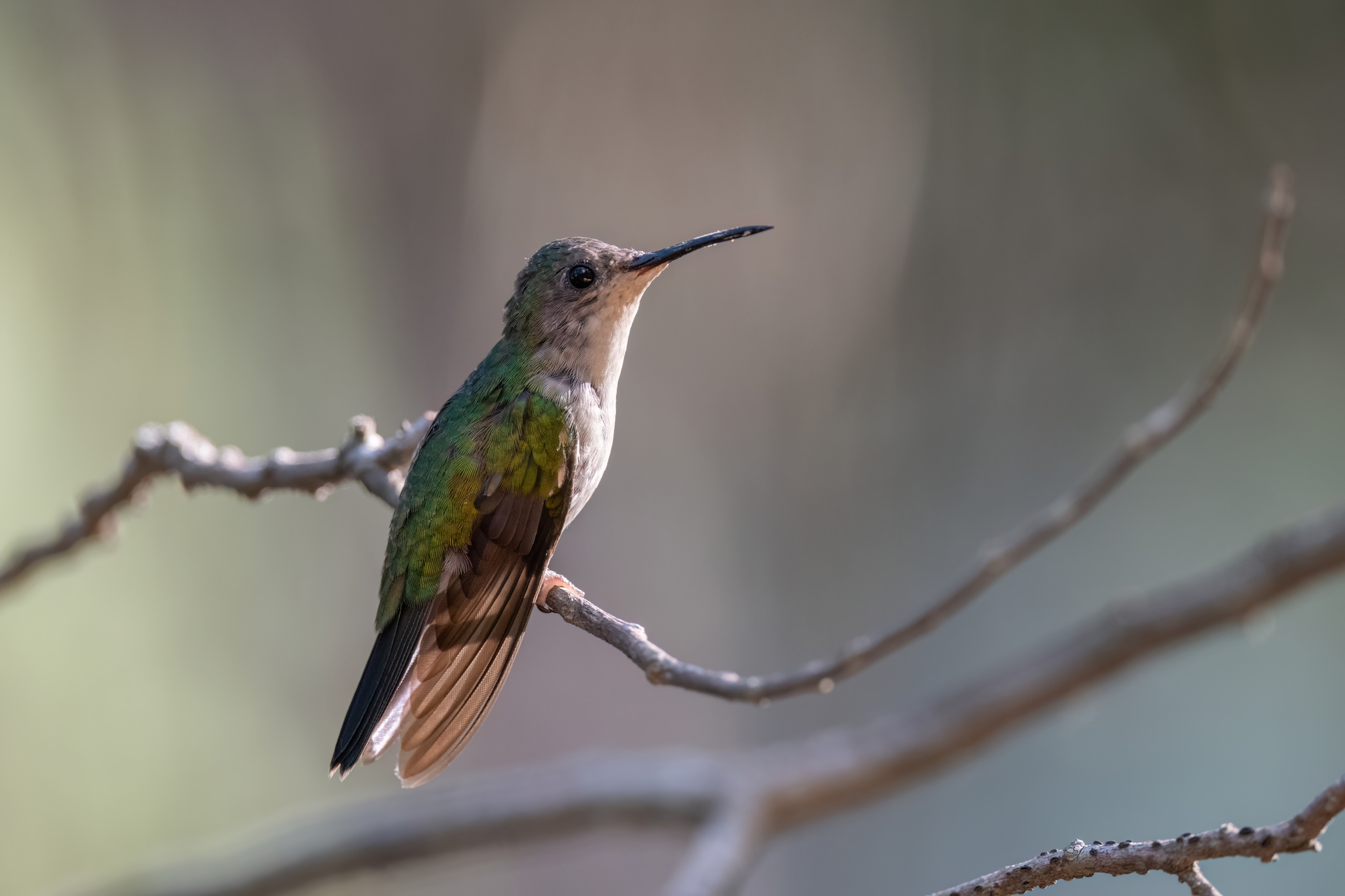 Mexican Woodnymph (Eupherusa ridgwayi), photo 3