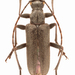 Acmaeops proteus - Photo (c) Pierrick Bloin, some rights reserved (CC BY-NC), uploaded by Pierrick Bloin