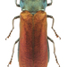 Agrilus subauratus - Photo (c) Pierrick Bloin, some rights reserved (CC BY-NC), uploaded by Pierrick Bloin