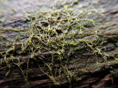 Cephalozia bicuspidata