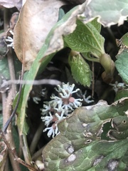 Pachysandra