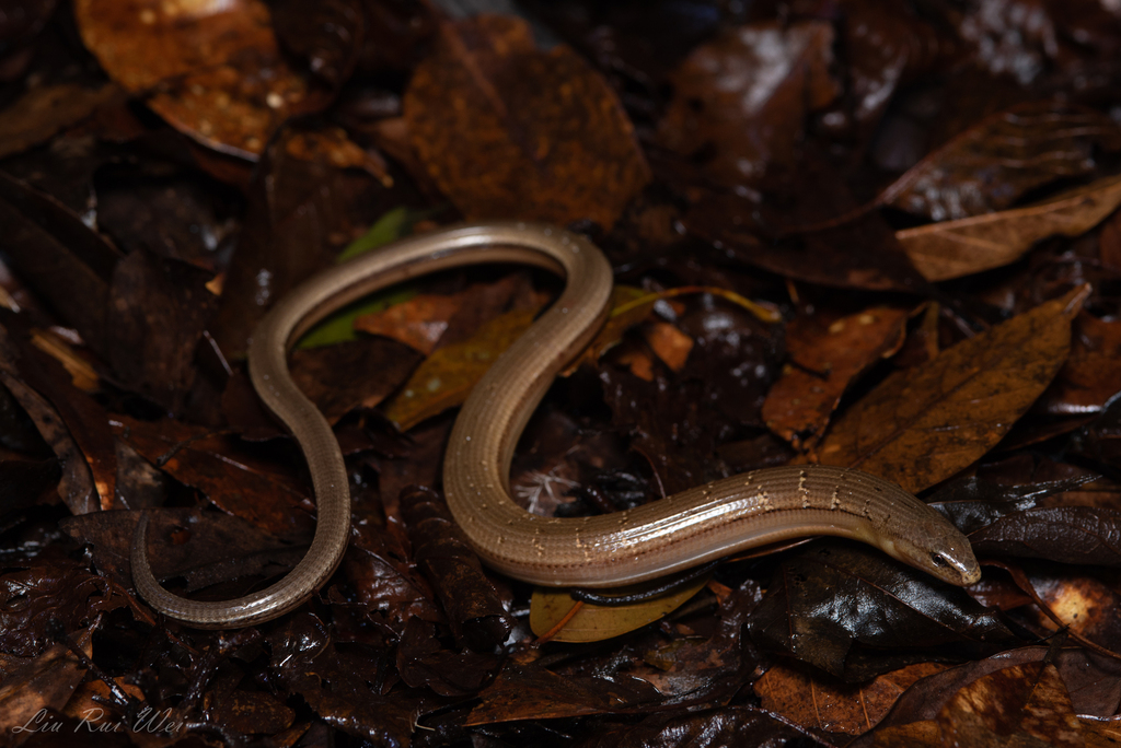 Hart's Glass Lizard in July 2023 by Liu Rui Wei · iNaturalist