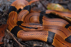 Black-Banded Trinket Snake photo 1