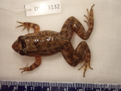 Kuhl's Wart Frog photo 5