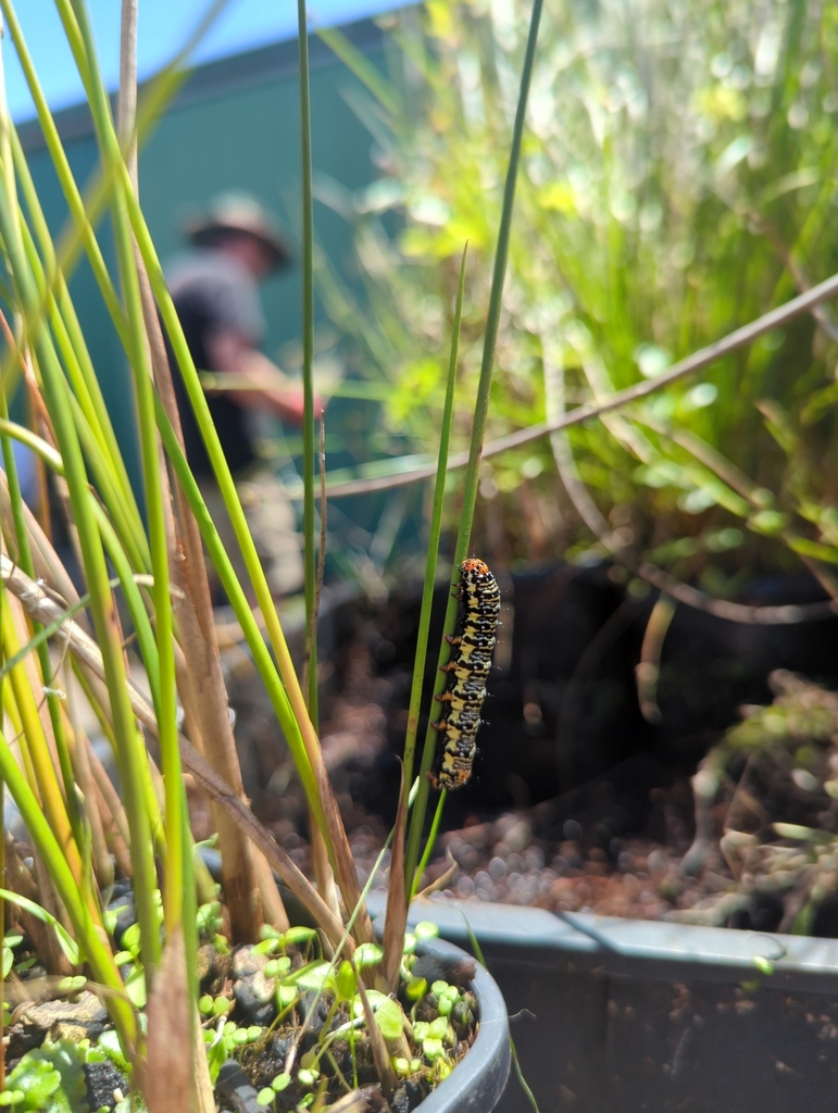 Willowherb Daymoth from Bangholme VIC 3175, Australia on December 15