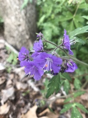 Phacelia bipinnatifida