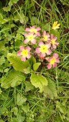 Primula × polyantha