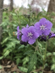 Phacelia bipinnatifida