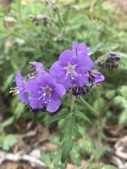 Phacelia bipinnatifida
