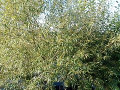 Salix euxina