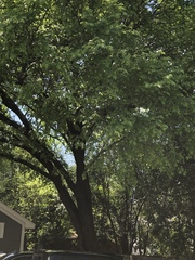 Ulmus americana