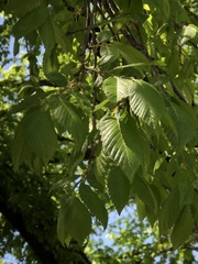 Ulmus americana