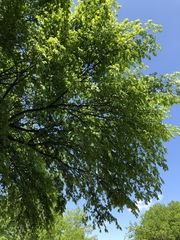 Ulmus americana