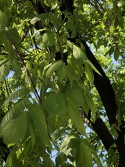 Ulmus americana