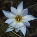 Gentiana sedifolia - Photo (c) cstobie, μερικά δικαιώματα διατηρούνται (CC BY), uploaded by cstobie
