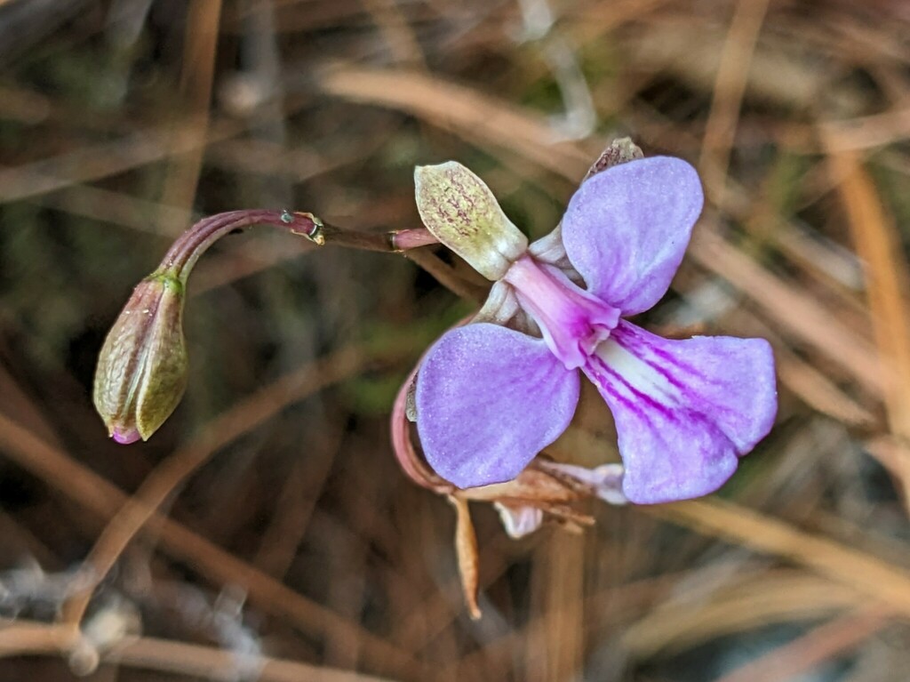 Tetramicra ekmanii