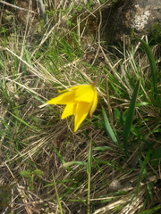 Tulipa sylvestris australis