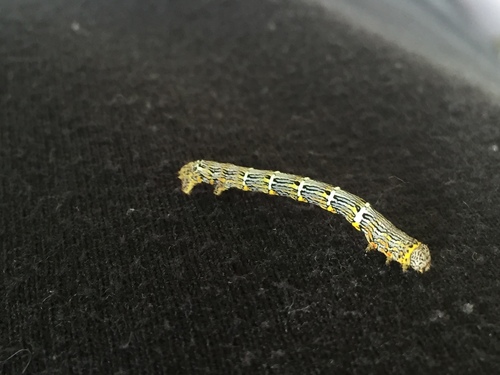 Woolly Gray Moth photo 3
