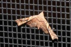 Esthlodora variabilis