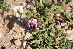 Astragalus callichrous