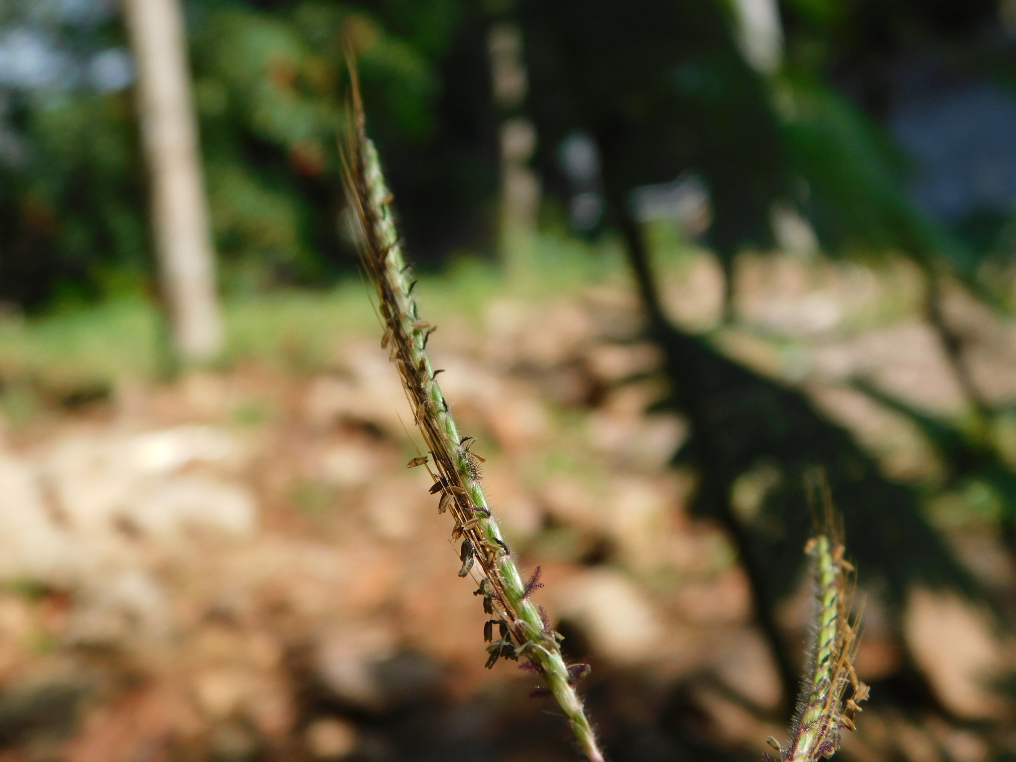 Roadside Bluestem (Dichanthium caricosum)
