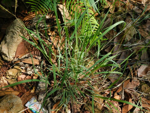 Image of Dichanthium caricosum by (c) Ganjar Cahyadi, some rights reserved (CC BY)