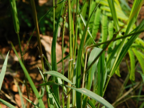 Image of Roadside Bluestem (Dichanthium caricosum) by (c) Ganjar Cahyadi, some rights reserved (CC BY)