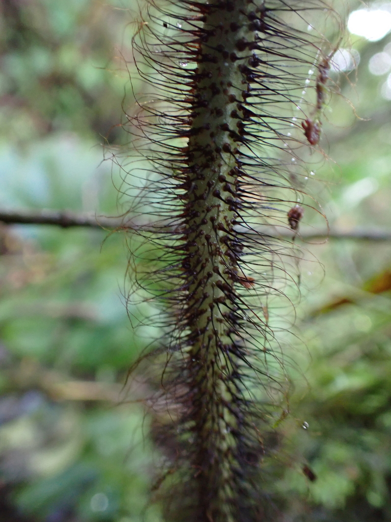 West Indian Tongue Fern