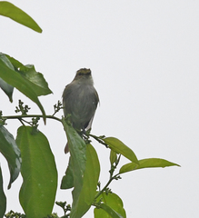 Zimmerius albigularis