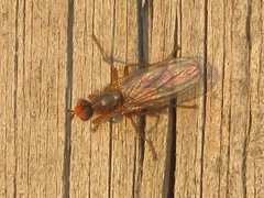 Scathophaga inquinata