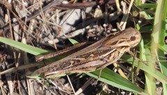 Locusta