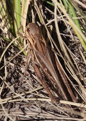 Locusta