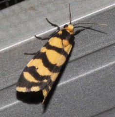 Scaptesyle equidistans