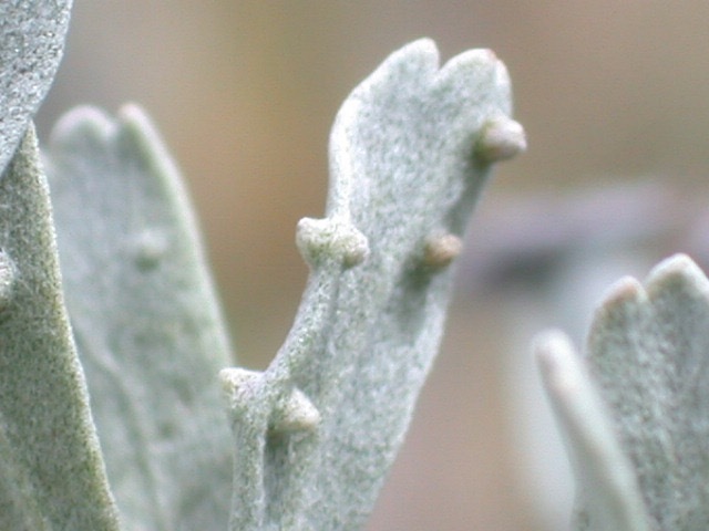 Rhopalomyia brevibulla