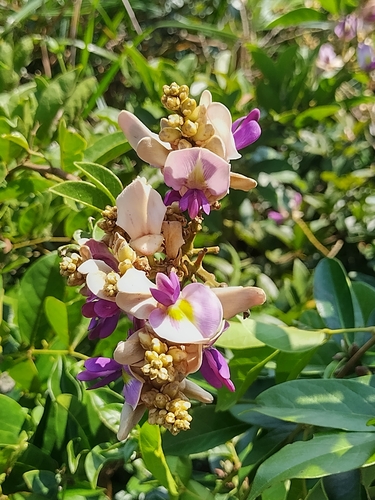 Image of Millettia nitida by no rights reserved