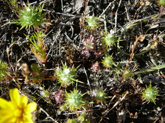 Navarretia intertexta