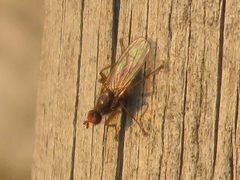 Scathophaga inquinata