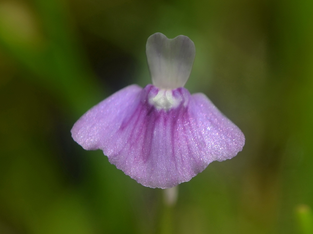 Utricularia bidentata R.W.Jobson & Baleeiro 3