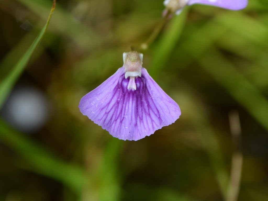 Utricularia bidentata R.W.Jobson & Baleeiro 2