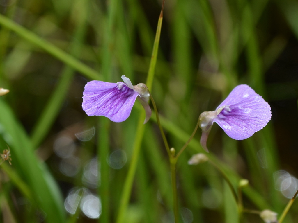 Utricularia bidentata R.W.Jobson & Baleeiro