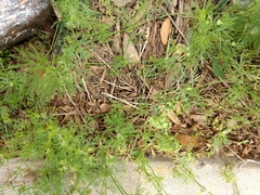 Ammoselinum butleri