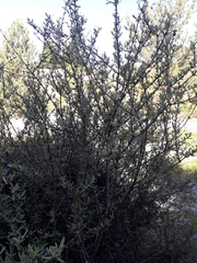 Aster (Olearia odorata)
