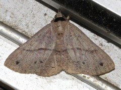 Ophyx eurrhoa